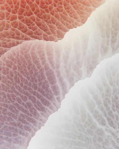 Close-up view of textured, layered organic material with pink, purple, and white hues.